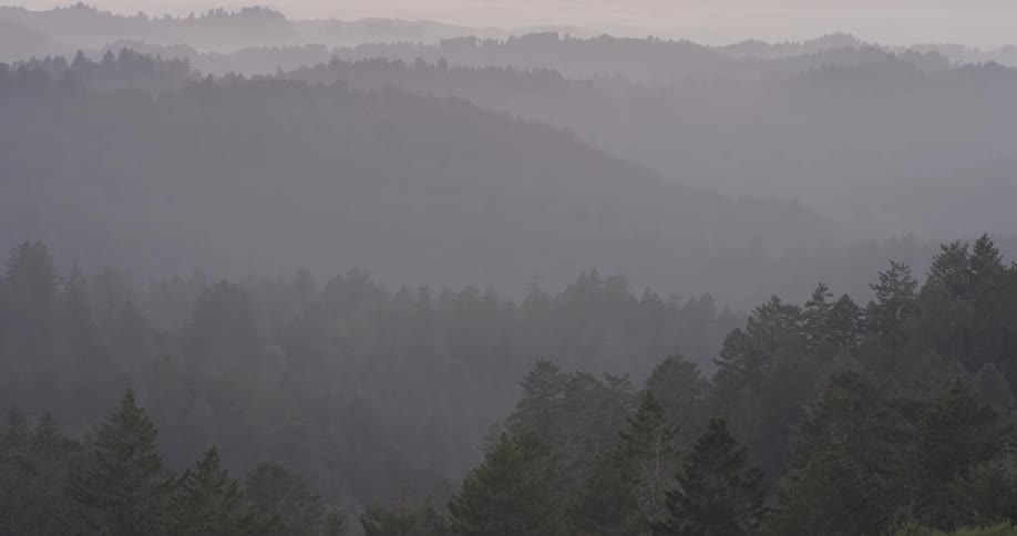 Mist is covering the forest during the day
