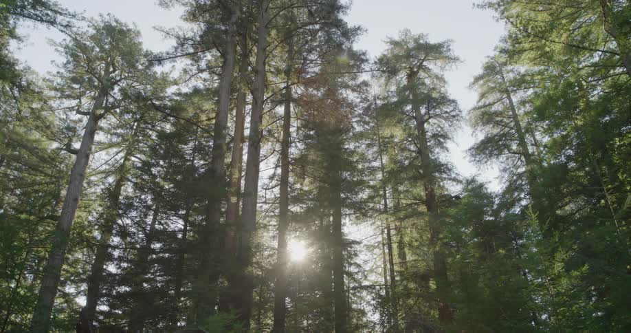 The sun shines between the trunks of tall trees in a forest