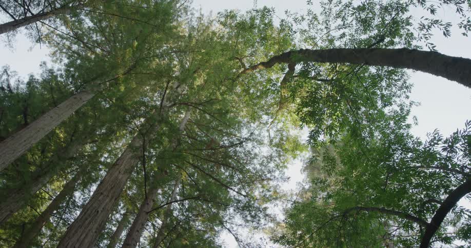 Sky shows through top branches of tall conifer trees in forest