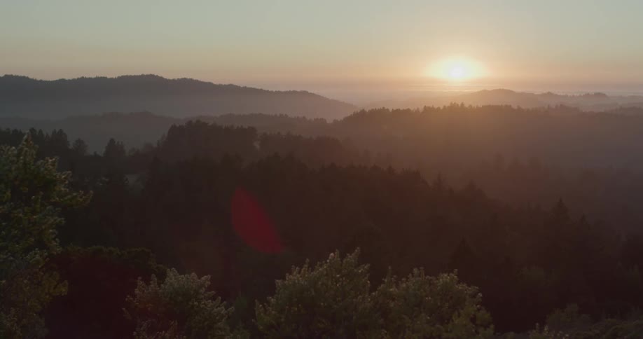 The sun setting over a forest