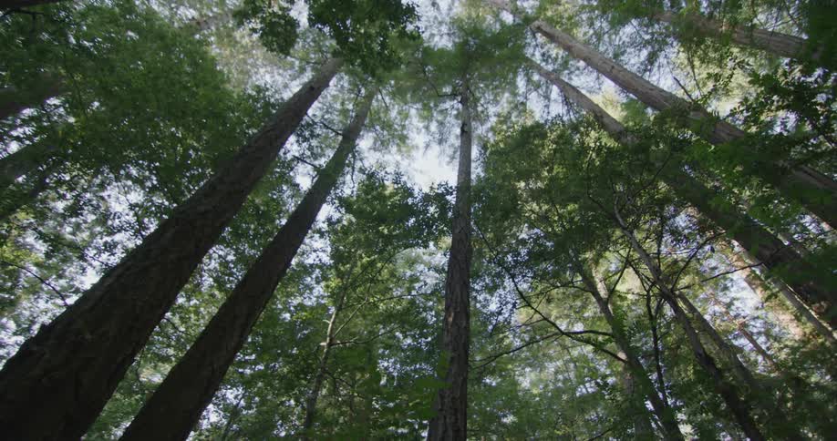 Sun shines through leaves of tall conifer trees in forest