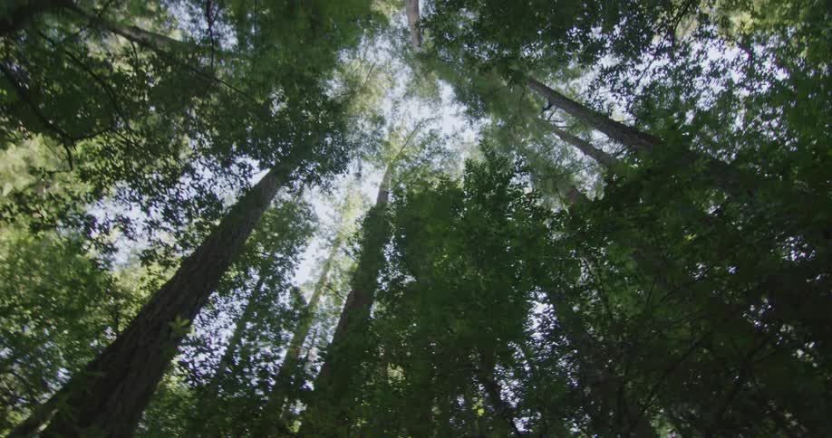 Trees are displayed in a forest during the day