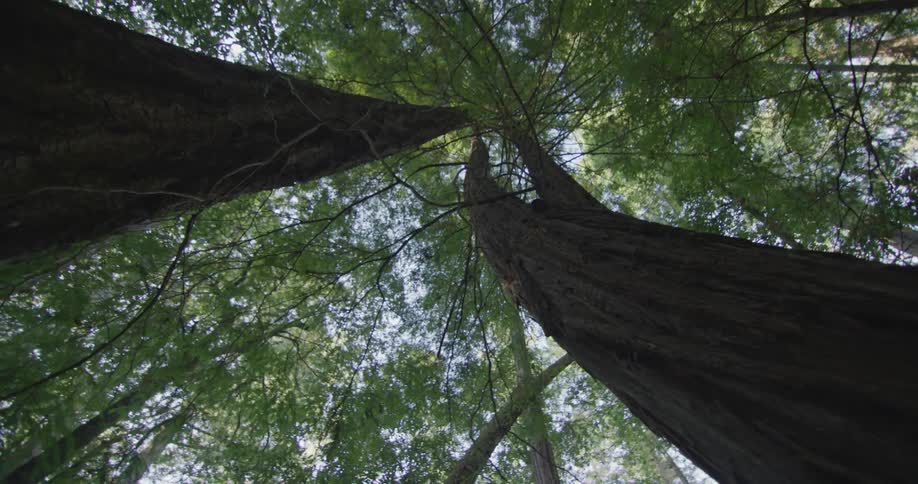 Tall trees stretching into the sky in the forest