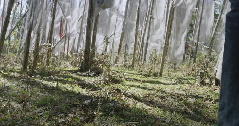 White sheets of fabric on poles blowing in the wind and a man walking through them