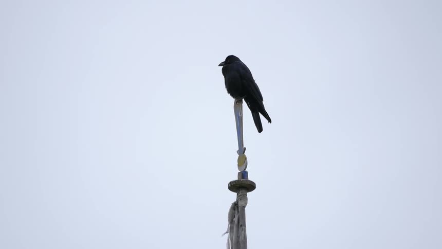A bird is perched on the top of a pole