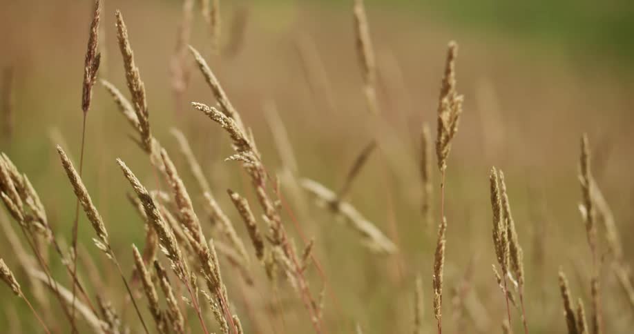 Wheat growing on farmland