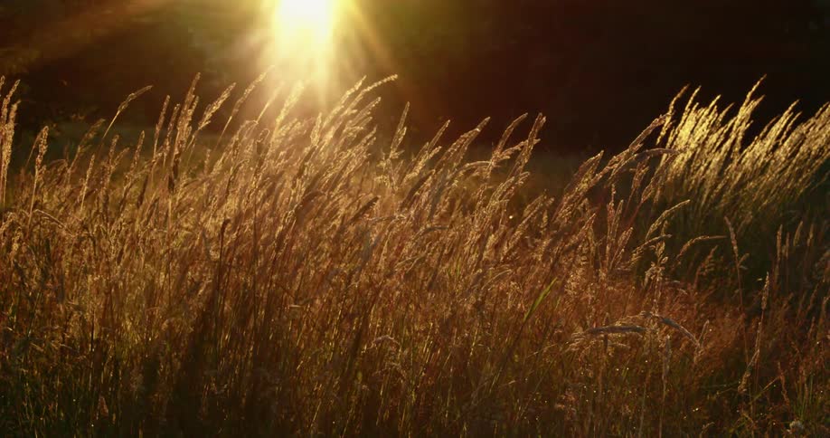 Light is shining down on the prairie