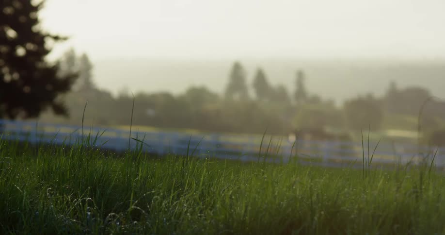 Wind blowing through grass in a field on a sunny summer day