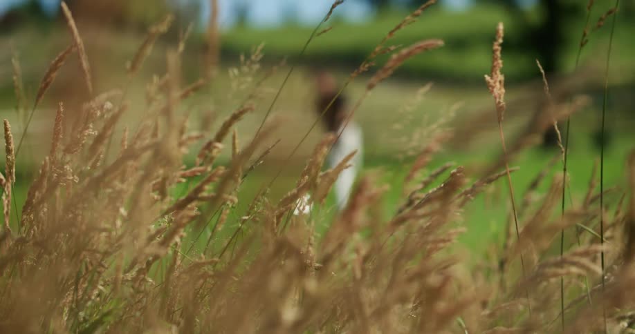 A blurry golfer lining up a shot behind tall brown grass