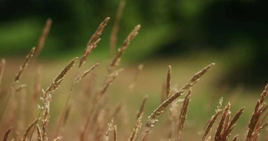 Grain is displayed in a grassland area