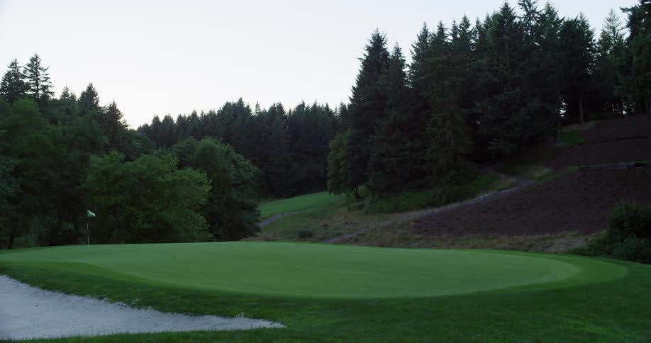Pine trees on the hills of a golf course in the morning