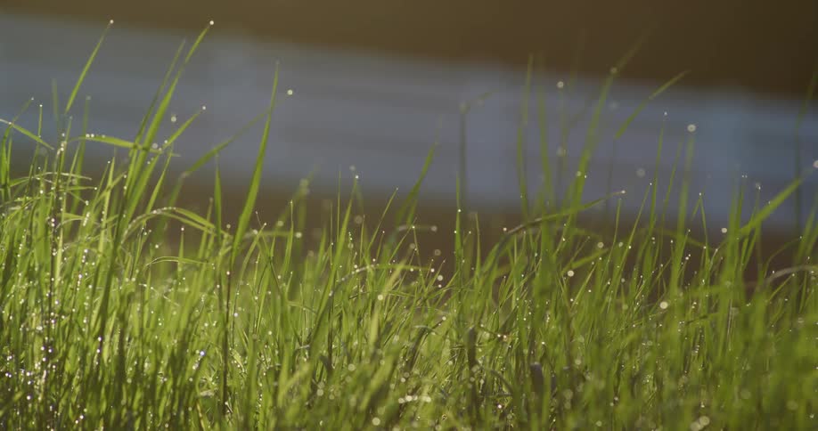 Blades of grass sway in the wind on a sunny day