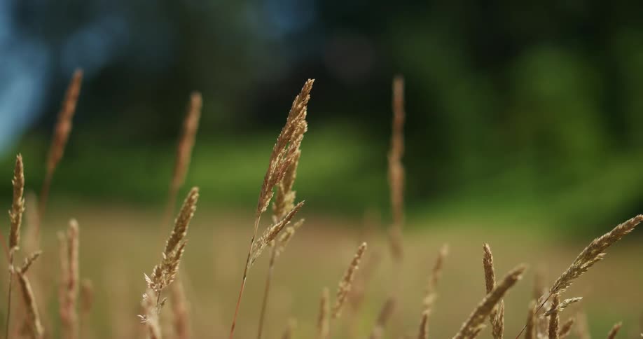 Wheat growing on farmland
