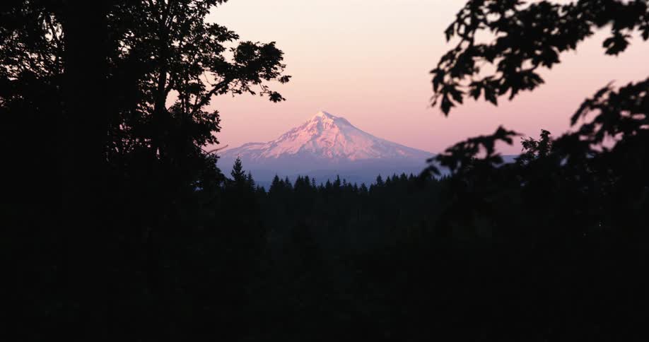 A bird flies through a forest with a mountain behind it