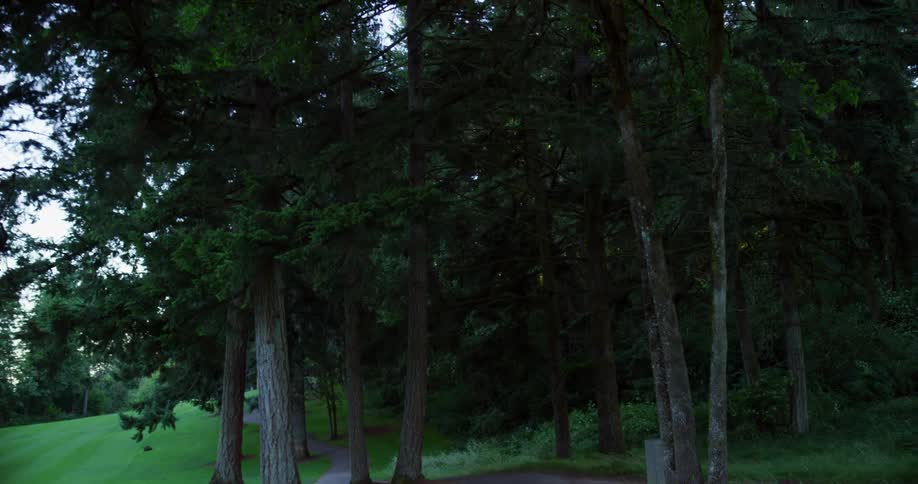 A path in a park surrounded by trees