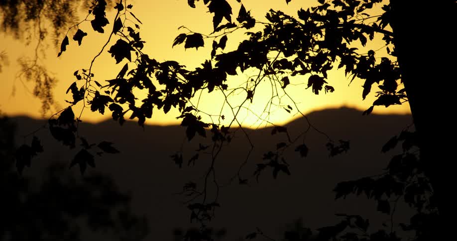 A tree in front of a hill with the sun setting