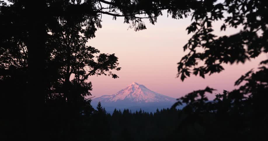 Snow capped mountain painted pink blue and purple in the sunset or sunrise is seen through shadowy leaves of trees that are moving in the wind