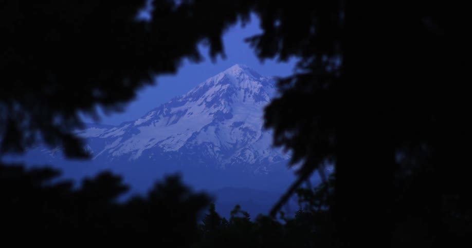 The mountain past the shrubs is covered in snow