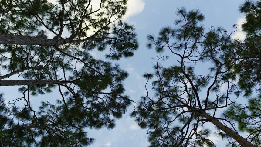 Pine tree branches moving around under a blue sky in the daytime