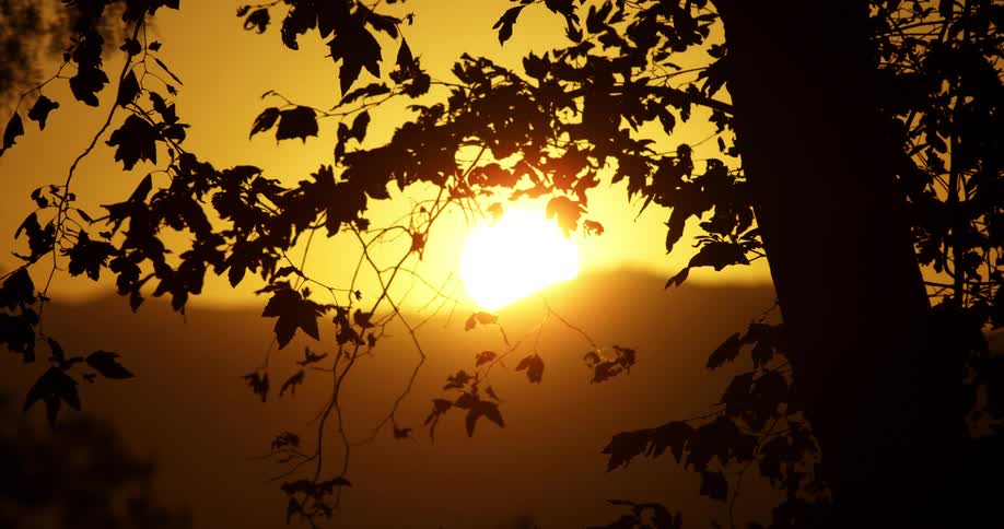 A tree in front of a hill with the sun rising