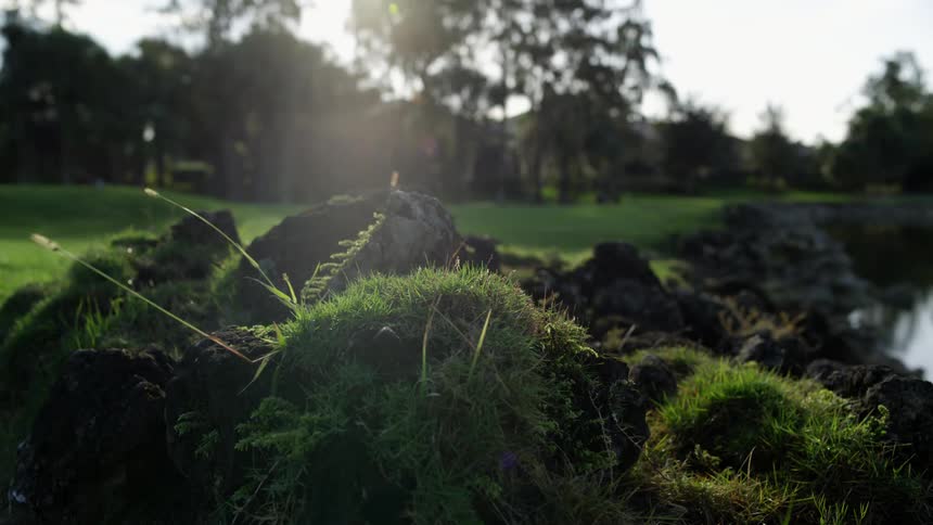 Grass growing on clumps of dirt outside on a summer day
