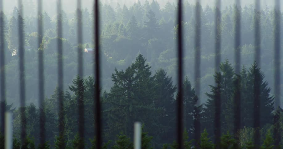 Trees in a forest in a rural area