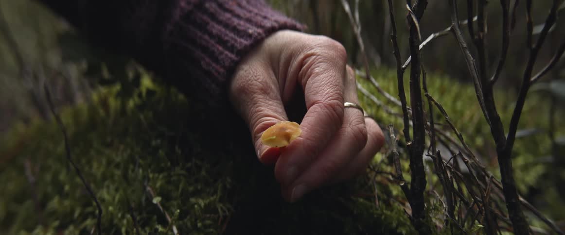 A woman picks a mushroom in a forest