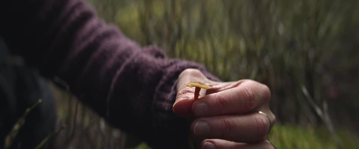 Person wearing a sweater turns small mushroom in her hand examining it