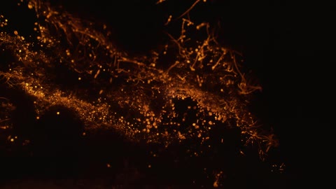 Fireflies in a tree and flying around a tree at night