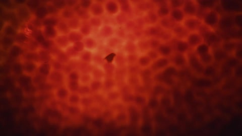 Particle floating in a fluid surrounded by red spheres