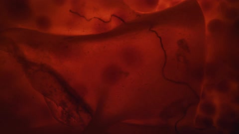 Cloth designs on it floats through thick red liquid with balls or clumps