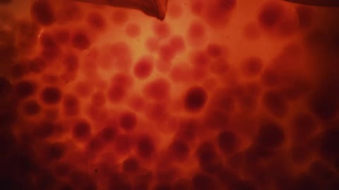 Red balls floating in liquid with a membrane above that waves and moves the balls to the right