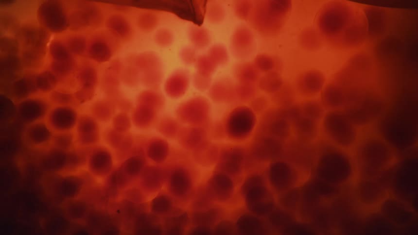 Red balls floating in liquid with a membrane above that waves and moves the balls to the right