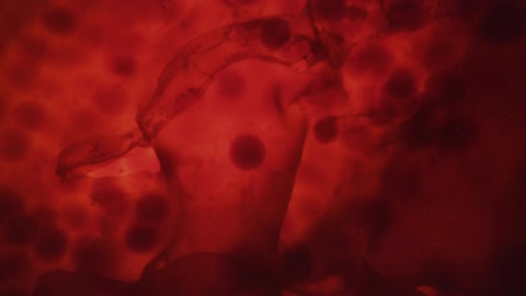 Dark balls floating in liquid near filmlike material that move back and forth