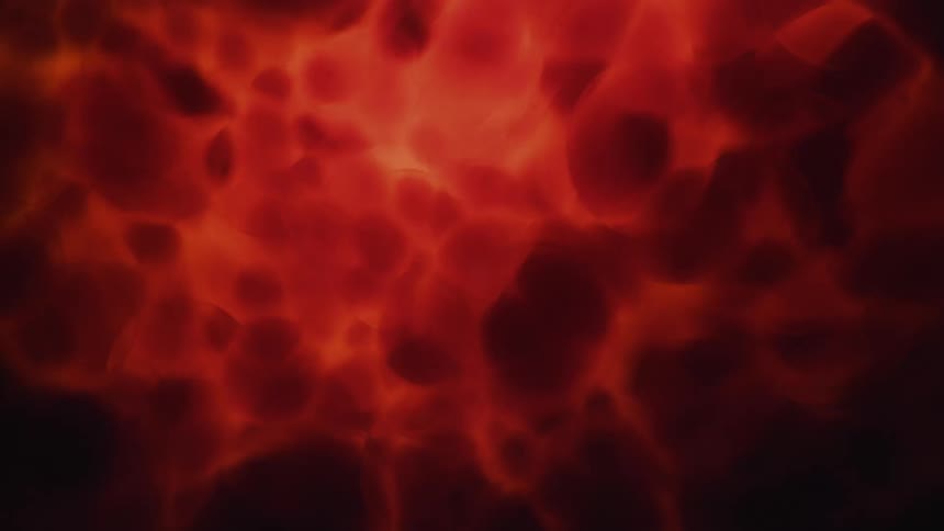 Throbbing red blood cell blobs move through veins of an organism