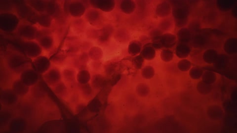 Dark spheres flowing through red liquid