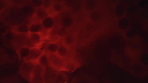 Balls floating on liquid over a cloth with red backlight
