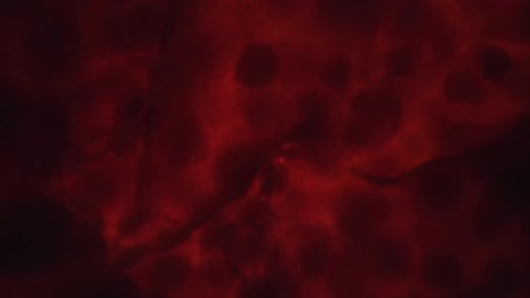 An object under a microscope shows a red liquid floating under a membrane surface