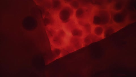 Red circles move around in the red water
