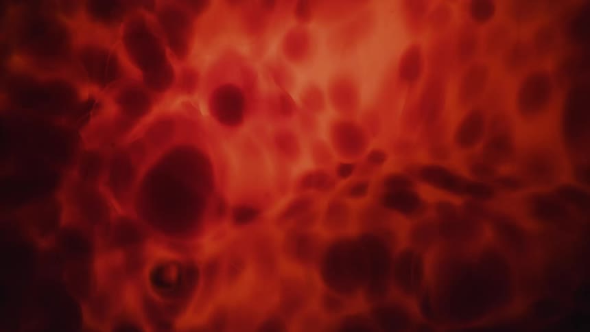 Red liquid with bubbles moves and ripples when a drop hits the surface making bubbles rise