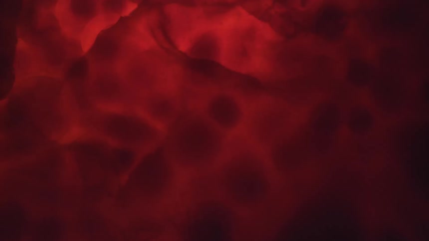 Dark red spheres move in a red liquid under a thin membrane
