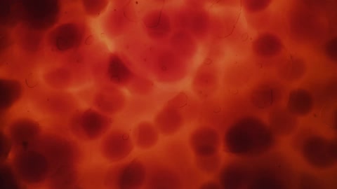 Red round objects clustered together and floating in a liquid with bubbles