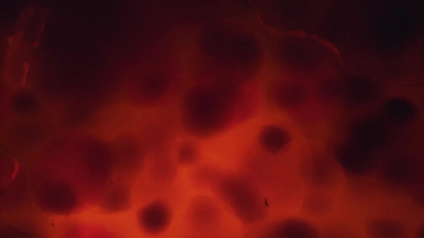 Swirling balls of liquid in brown and orange with lights interspersed in the movement