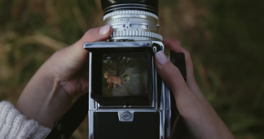 Hands are holding a camera with a frame of a dog wagging its tail