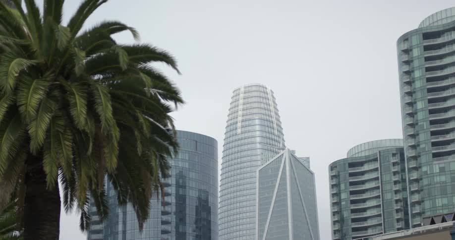 Palm tree stands against gray skyscrapers against a clear sky