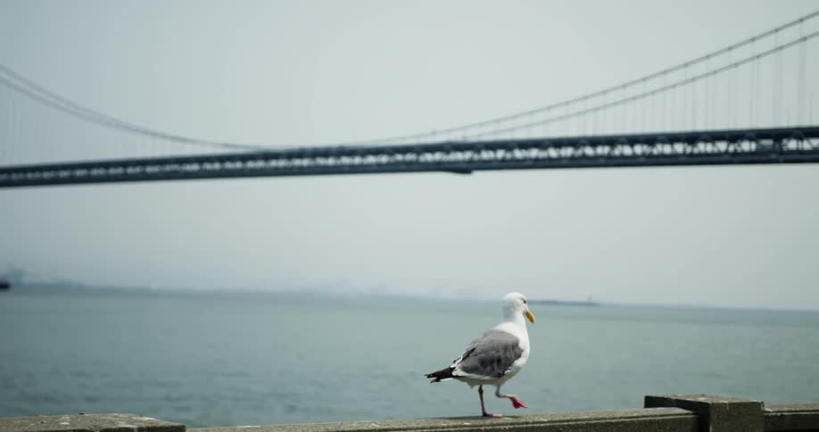 Sea bird walks on top of railing with the ocean and a bridge behind it on a grey foggy day