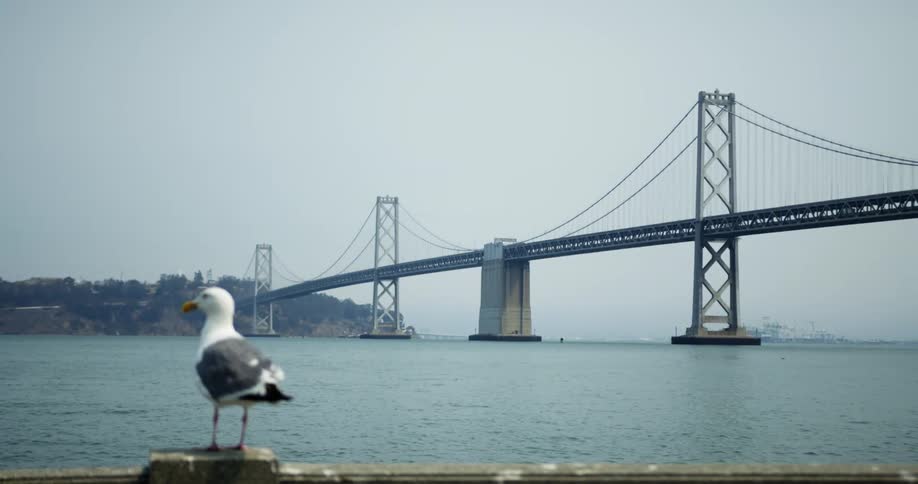 A seagull stands in front of an ocean and a bridge