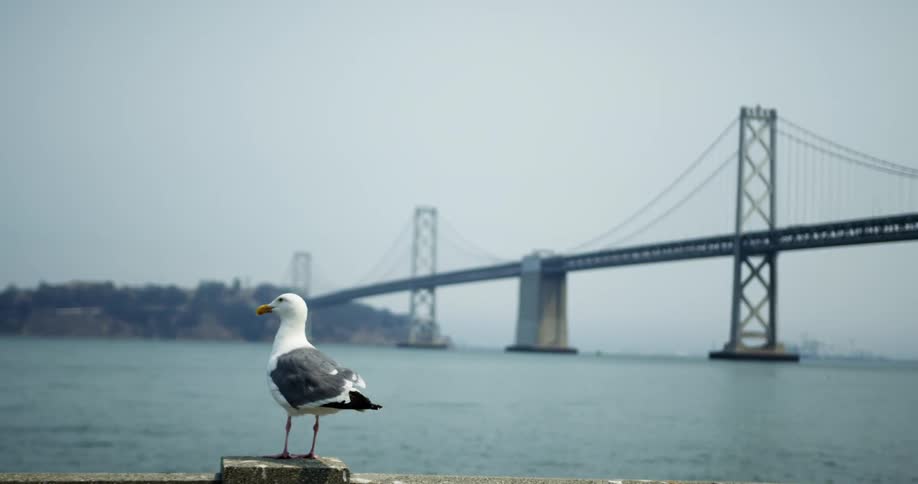 Seagull stands on a railing in front of the ocean with a bridge and rocky shore line in the distance