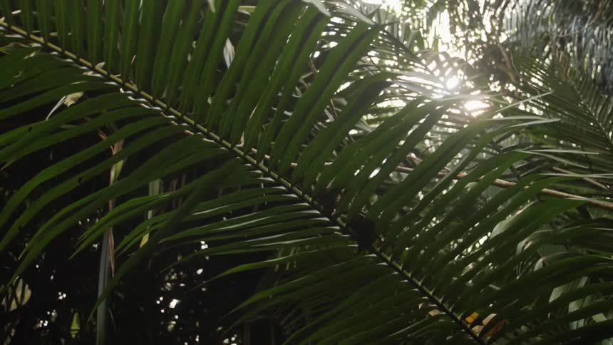 Palm trees with long leaves sit close together in a jungle