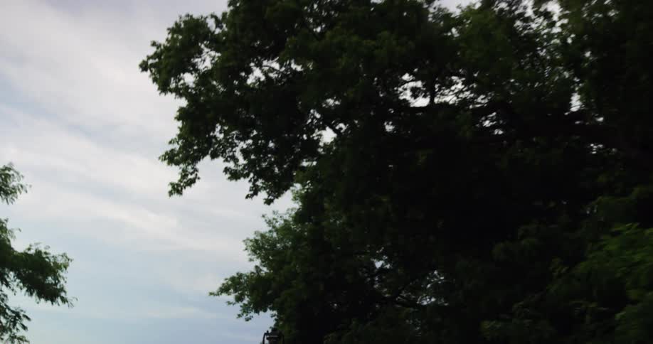 Trees line a road near a bridge overpass